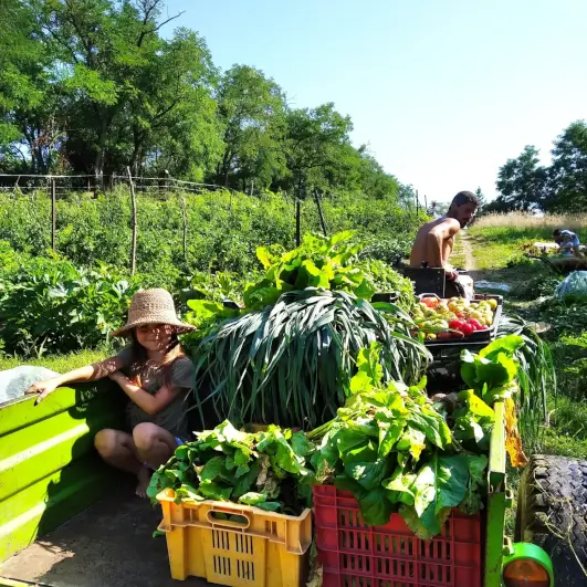 Friss zöldségbetakarítás a Pallagvölgyi Biokertben