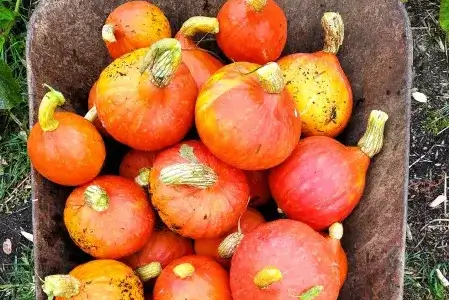 Zöldségdoboz tartalom