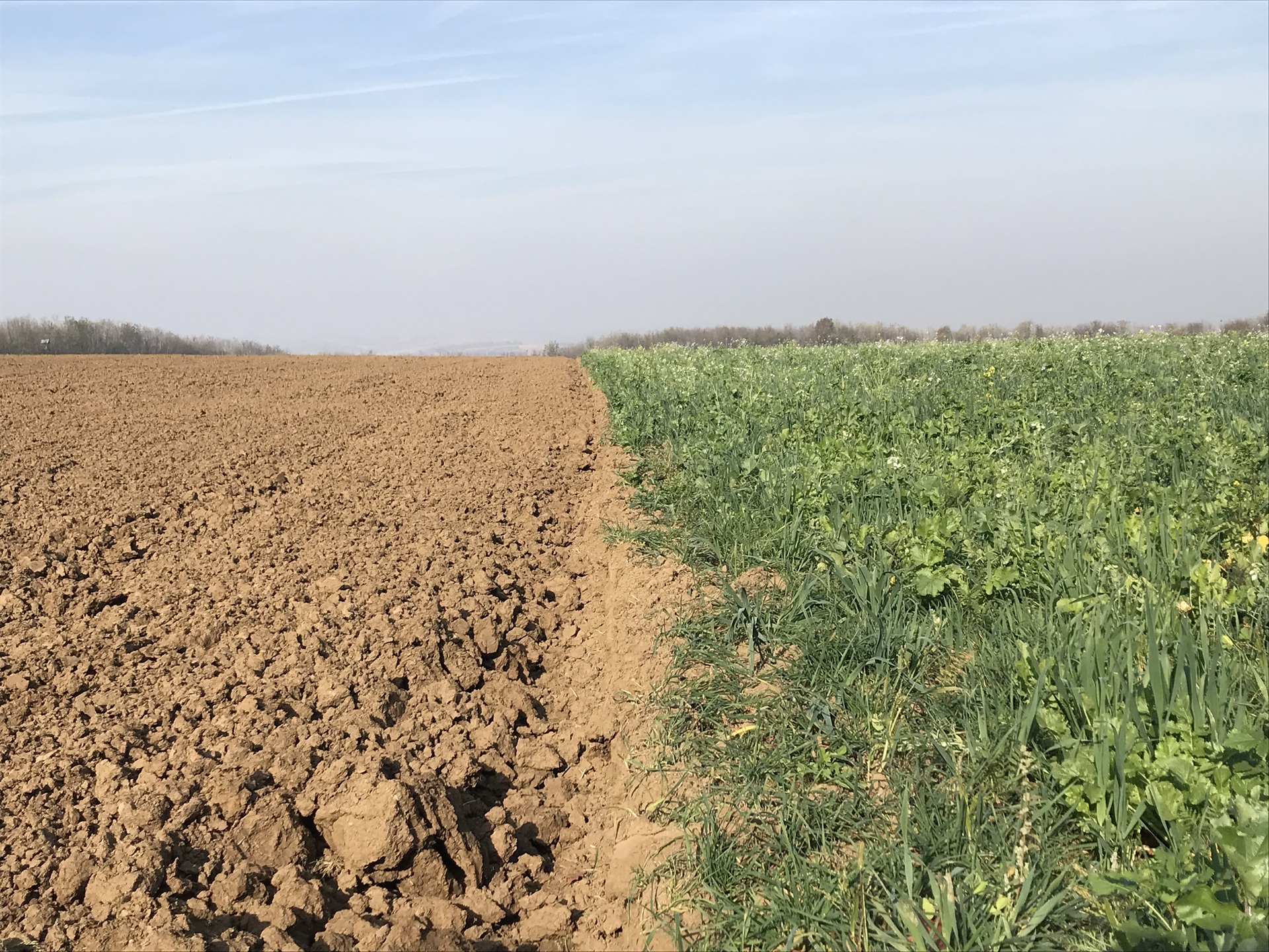 Agricultural field showing contrast between cultivated soil and growing crops