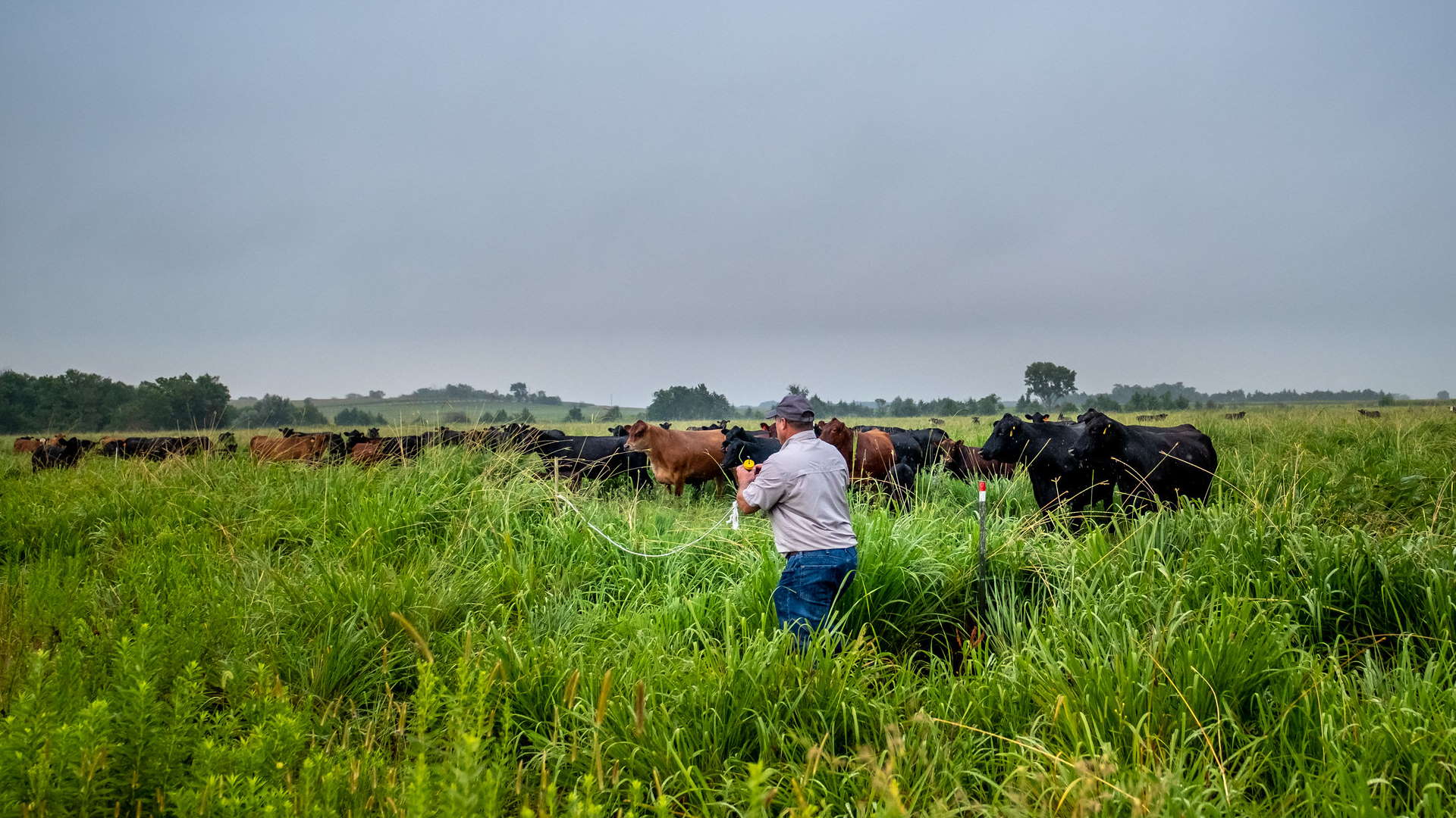 Farmer with cattle in a lush green pasture