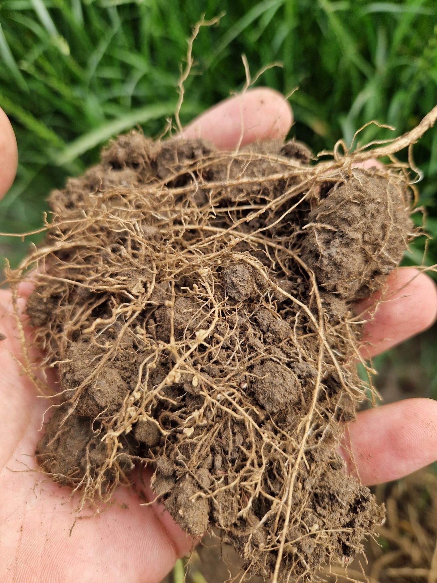 Hand holding rich soil with visible roots