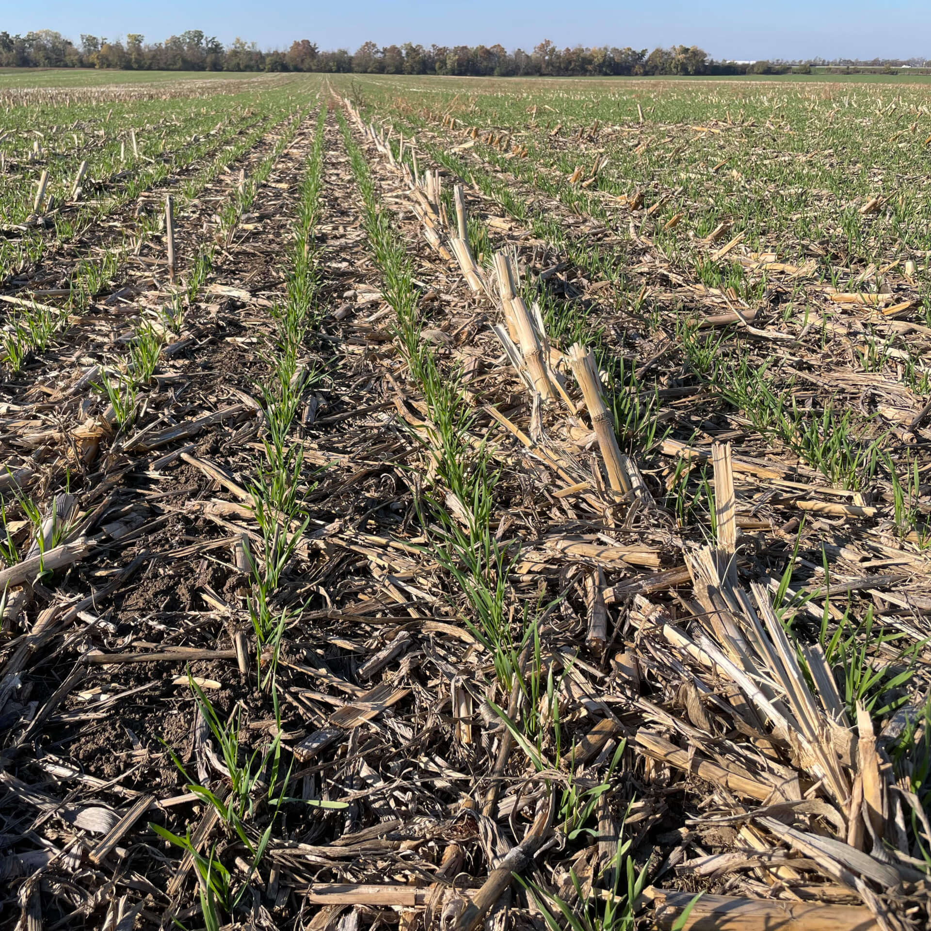 Regenerative Agriculture Field